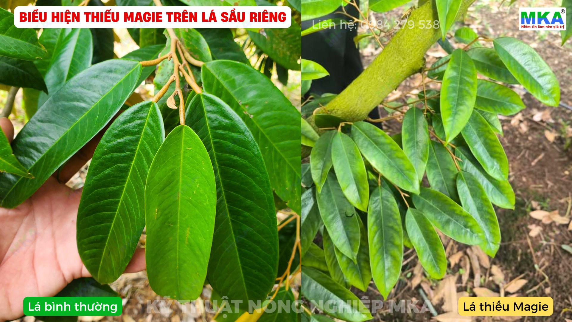 Biểu hiện thiếu magie trên sầu riêng